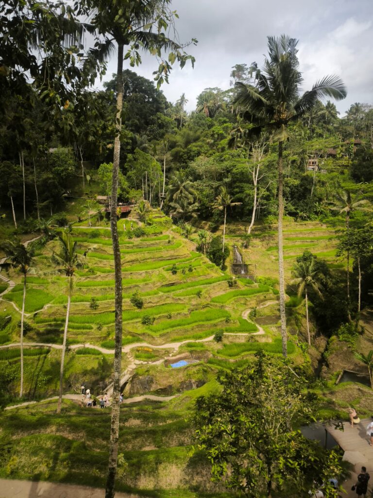 Home rice terrace4