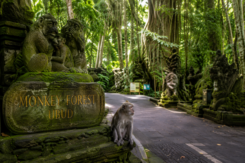 monkey forest