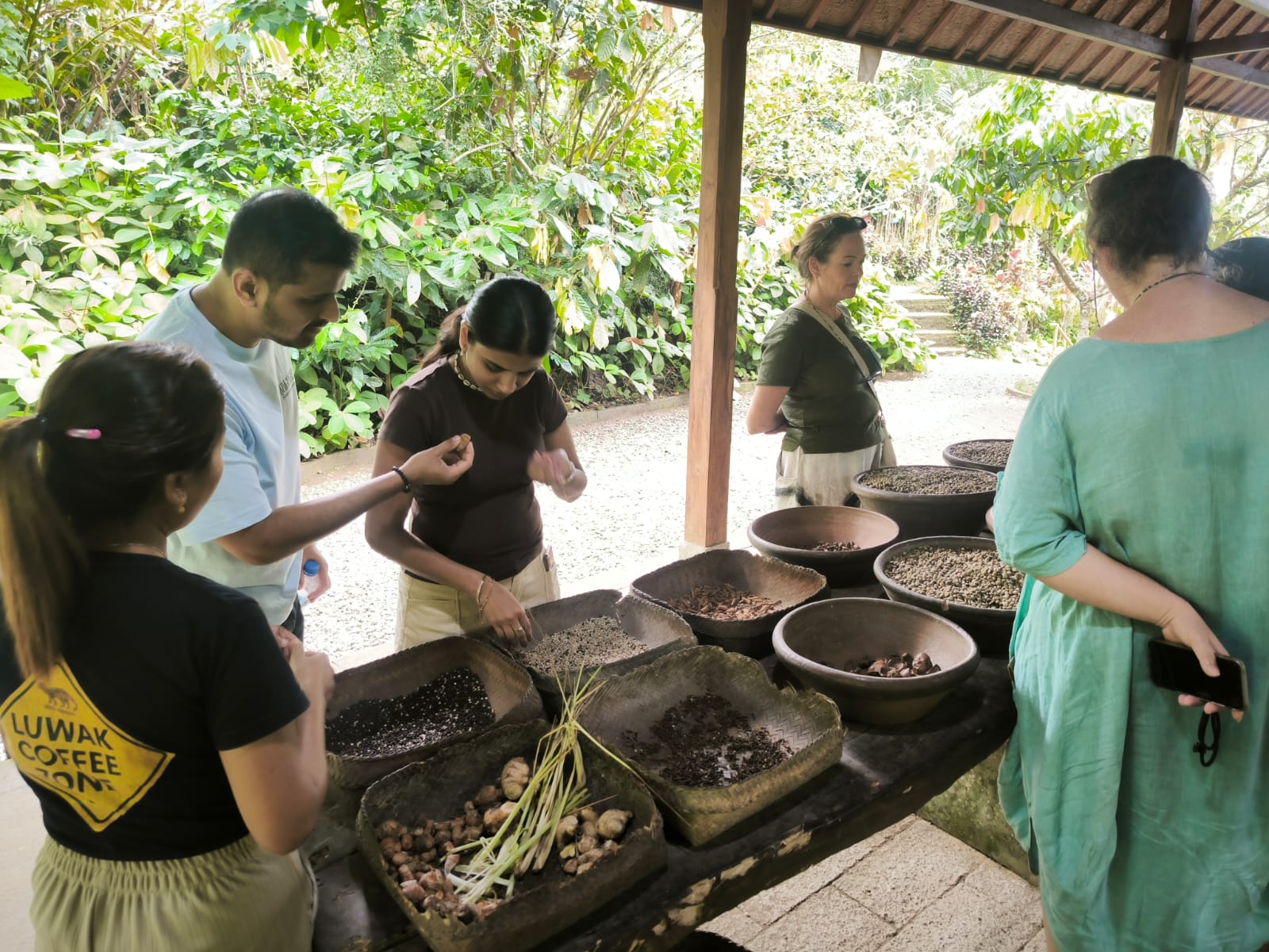 Coffee Plantation