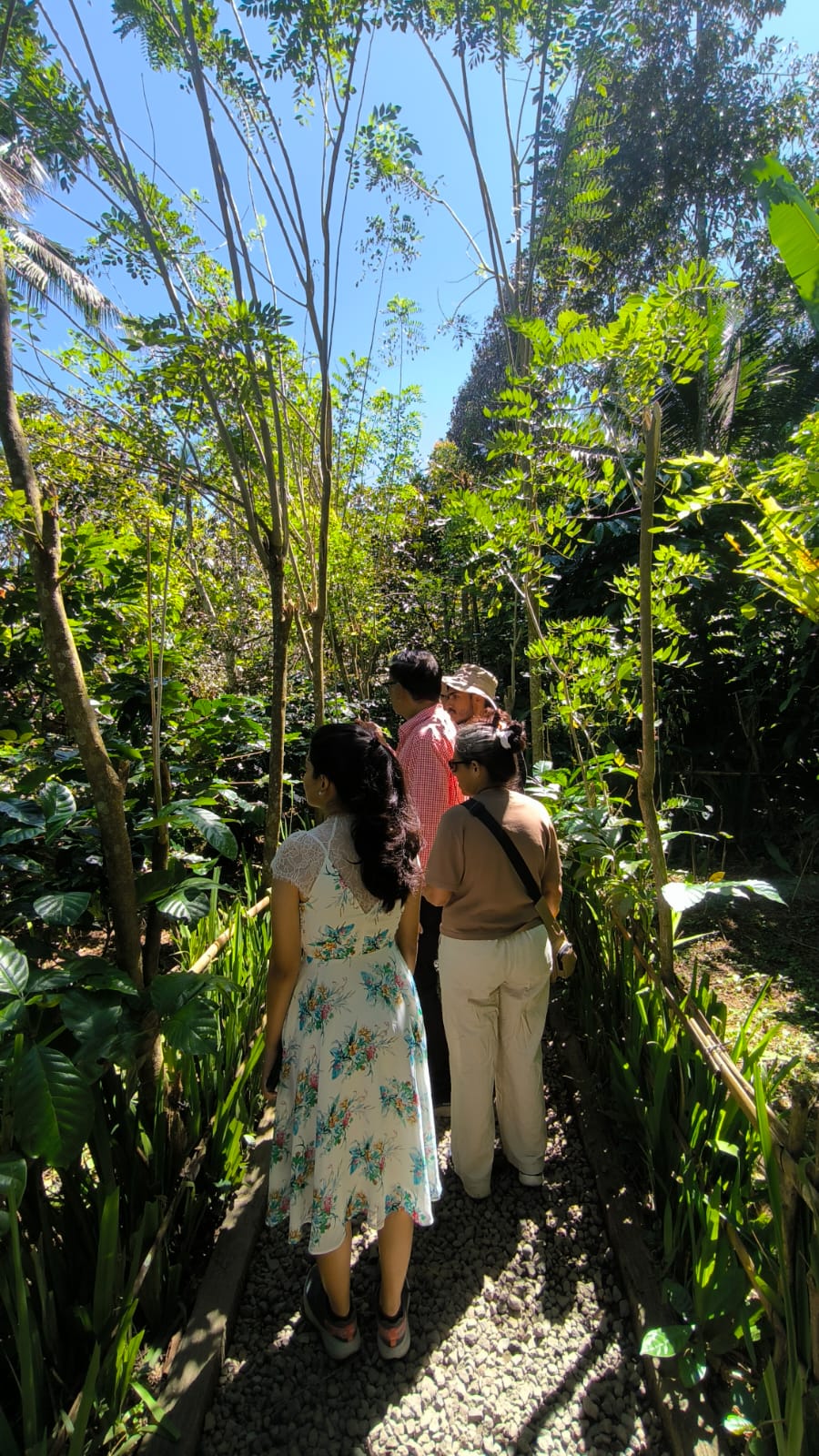 North Bali Highlights Tour Coffee Plantation