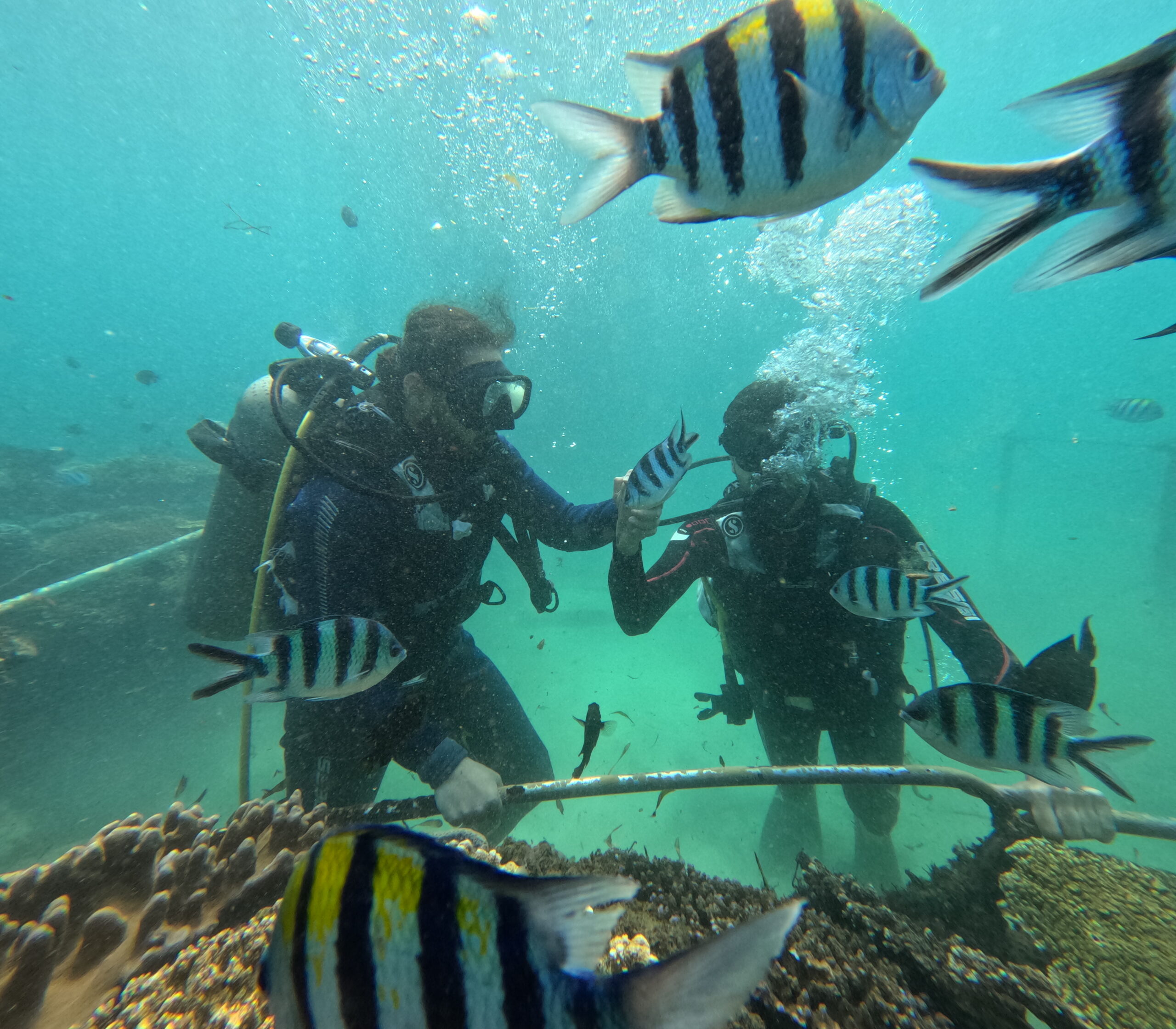 Nusa Dua Diving and Fly Fish Adventure