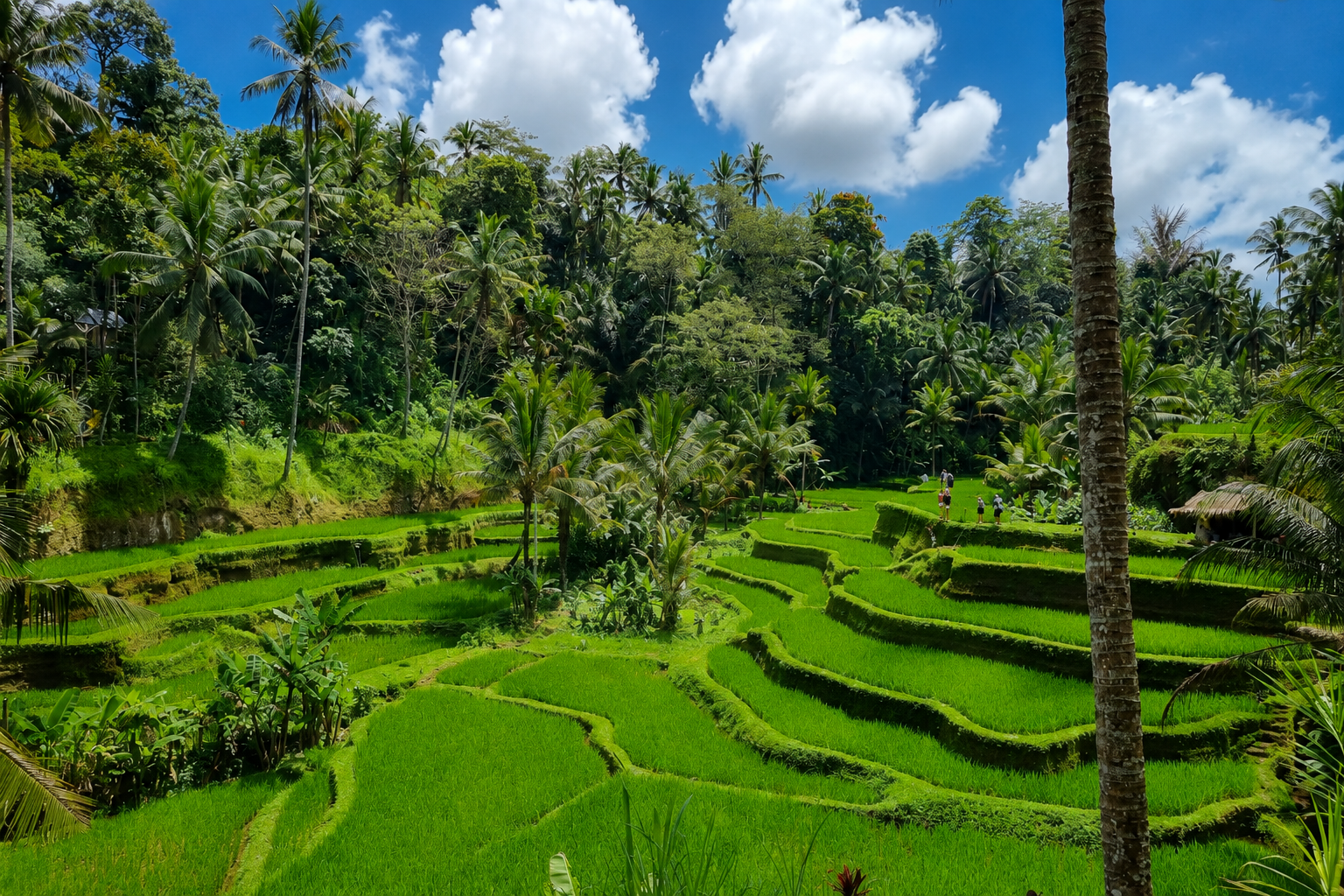 Sidemen Rice Terraces Mount Agung Scenic View East Bali